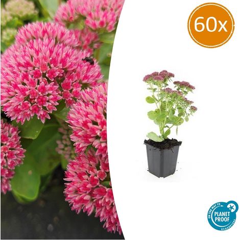 Lot de 60 Sedum 'Herbstfreude' Orpin Plante Vivace Succulente Fleurs Roses 10-25 cm Pot Ø 9 cm - PANGIVO (1/5)