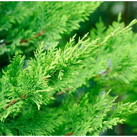 Cyprès de Leyland - Cupressocyparis leylandii 150/160cm