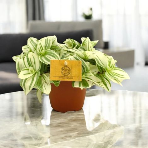Gardenaria Tradescantia cerinthoides Brightness - Pianta da interno ornamentale - Altezza: 20 cm (vaso 12)