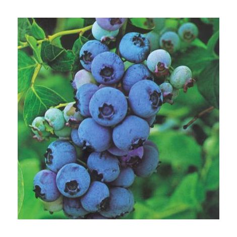 MYRTILLE BLUE CROP - POT 1,5 L