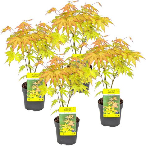 Bloomique - Lot de 4 - Acer palmatum 'Orange Dream' - Érable du Japon - Feuillage orange - Rustique - 25-40 cm de Haut - Pot 10,5 cm