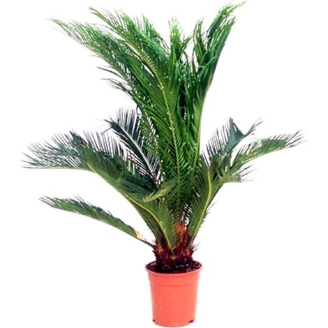 Planta Natural Palmera Cyca Revoluta en Maceta M12