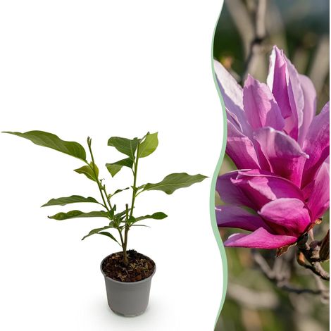Magnolia liliiflora Nigra - Arbuste à Fleurs Violettes - Plante de Jardin - Pot 12 cm - 30 cm - PANGIVO (1/5)