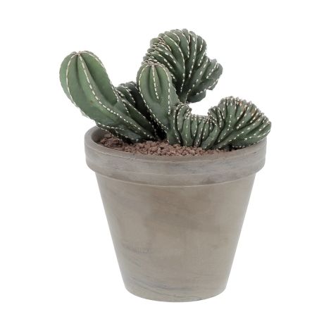 Marginatocereus Crestato - Cactus Raro - Pianta Grassa - H 30-45 cm Vaso in Terracotta Ø 18 cm