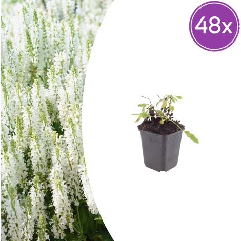 Lot de 48 Salvia nemorosa 'Schneehügel' Sauge des bois Vivace Mellifère Bleu Clair H10-25cm Ø9cm - PANGIVO (1/5)