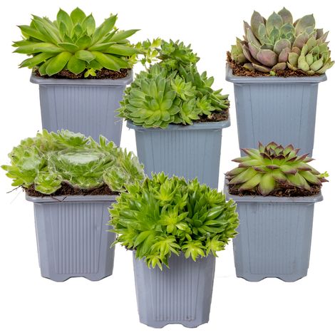 Bloomique - Lot de 6 - Sempervivum Mix - Joubarbe - Plantes de jardin - Résistante au gel - Couvre-sol - Hauteur 8-12 cm - Pot 7 cm
