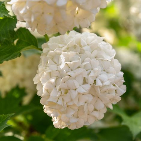 Viorne obier roseum - Viburnum opulus roseum 60/80 cm Pot 3L
