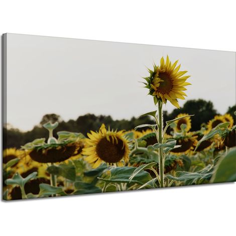 Lienzo impreso Botánica Campo de girasoles 120x70