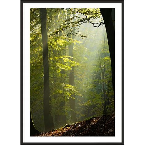 Bild, Poster im Rahmen 53x73 cm Wald P2016 (1/4)