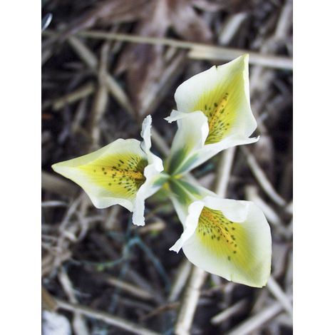 Iris réticulé 'North Star' Bulbe calibre 5+ (par 5) (1/2)