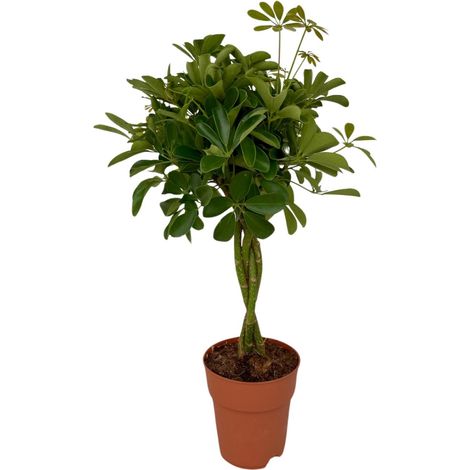Schefflera Compacta - Plante Verte d'Intérieur Arbre Parapluie - Ø19 cm - Hauteur 80 cm - PANGIVO (1/4)