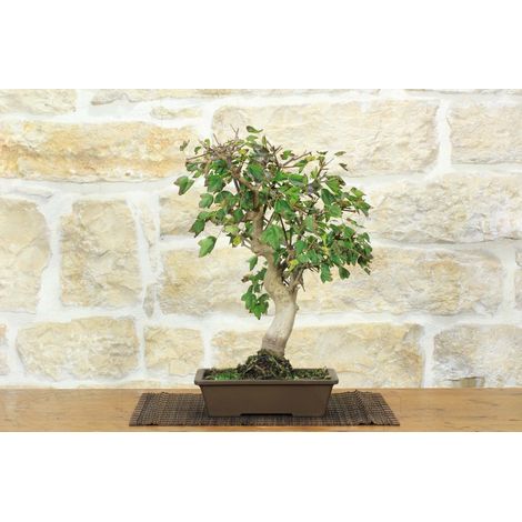 Bonsai di Acero Tridente (31)