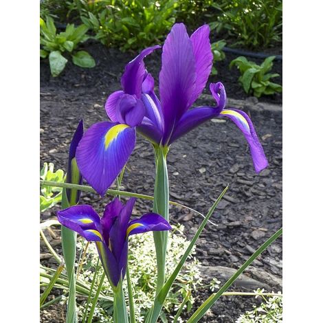 Iris de Hollande 'Purple Sensation' Bulbe calibre 8+ (par 15) (1/2)