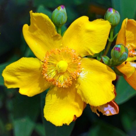 Millepertuis 'Hidcote' (Hypericum x hidcoteense 'Hidcote')