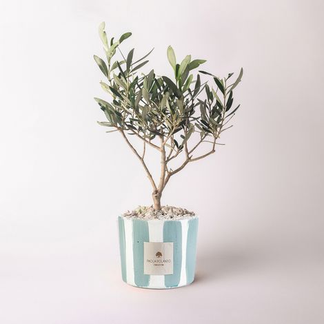 Olivo in vaso decorato a strisce artigianale Olivo Millerighe - Navy