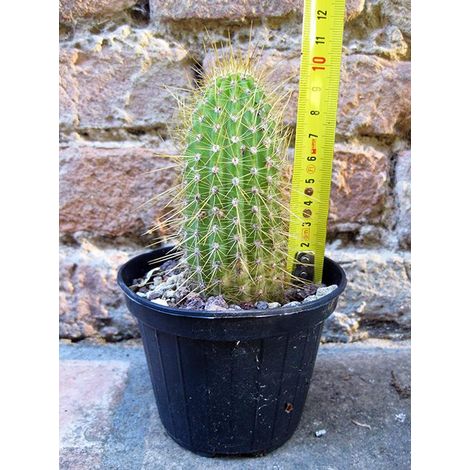 Trichocereus huascha 10 cm, cactus, pianta grassa