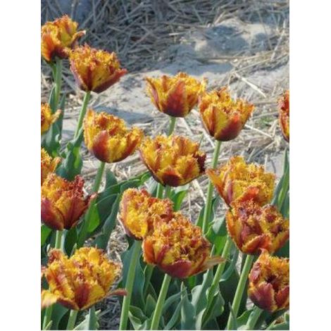 Tulipe dentelles 'Bastia' Bulbe calibre 12+ (par 6) (1/2)