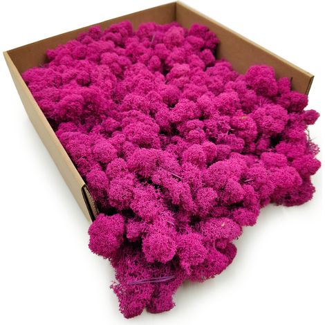 Rentierflechte – Finnisch – Gereinigt – Fuchsia – 50 g netto