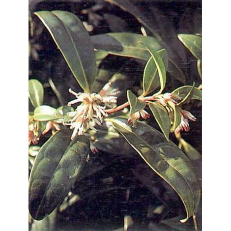 Sarcococca hookeriana 'Humilis' Godet de 8/9 cm