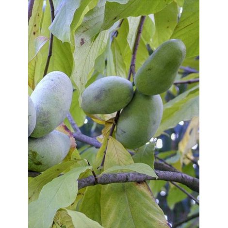 Asiminier, paw-paw, Arbre à banane 'Wells' Pot de 4L/5L