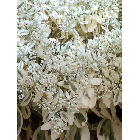 Orpin 'Frosty Morn' Godet de 8/9 cm (1/3)
