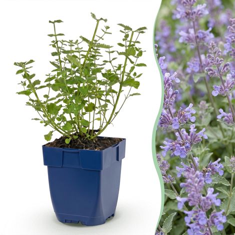 Nepeta faassenii Walker's Low - Plante Vivace Mellifère Chataire - Bleu - Pot 11 cm - PANGIVO (1/5)