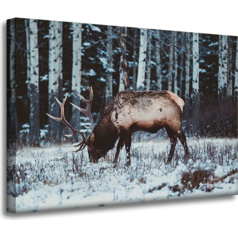 Leinwanddruck Tiere Kanadischer Hirsch 70x50