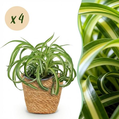 Lot de 4 Chlorophytum comosum Bonnie Plantes d'Intérieur avec Paniers Vert Pot 12 cm Hauteur 20 cm - PANGIVO (1/5)