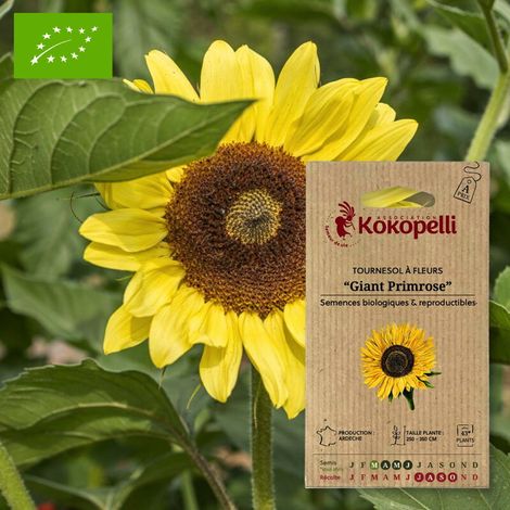 Tournesol à Fleurs Giant Primrose- Graines bio à semer (1/2)