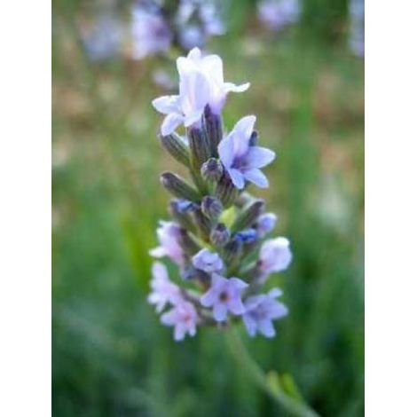 Lavande vraie 'Grappenhall' Godet de 8/9 cm