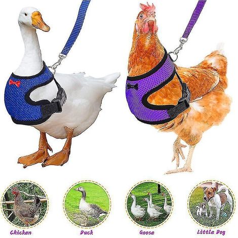 Harnais réglable pour poules, laisse confortable et respirante, petit format, gilet pour poules, canards et oies, entraînement et promenade (1/4)