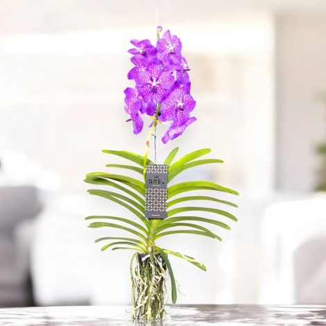Gardenaria Vanda 'New Blue' - Pianta da interno ornamentale - Altezza: 80 cm (vaso 15) (1/5)