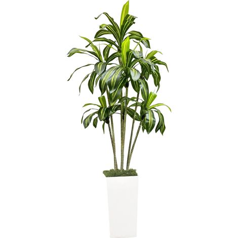 Arbre de dragon artificiel 180 cm, Grande plante artificielle en pot blanc, Décoration intérieur/extérieur maison, bureau, jardin (1/5)