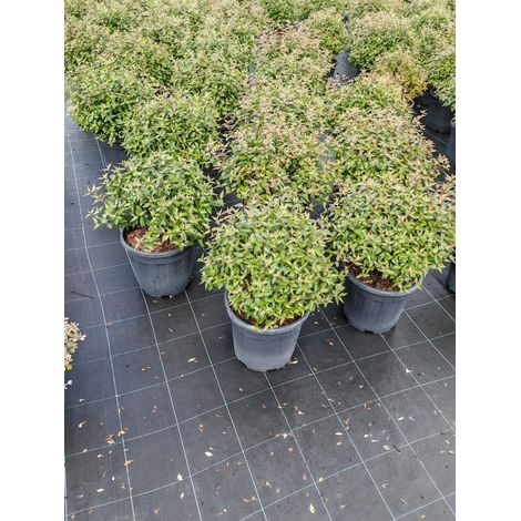 Gardenaria Abelia grandiflora - Arbusto ornamentale da giardino - Altezza: 30/35 cm (vaso19) (1/5)
