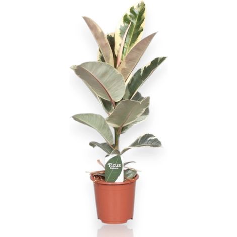 Gardenaria Ficus elastica 'Tineke' - Pianta da interno ornamentale - Altezza: 55 cm (vaso 17) (1/5)