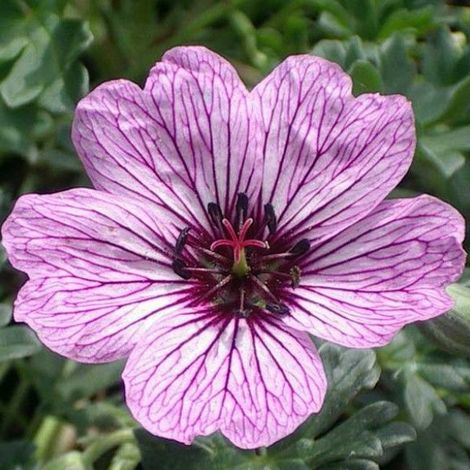 4 x Géranium vivace à feuilles cendrées 'Laurence Flatman' - (1/5)