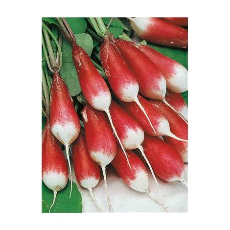 RADIS BAMBA - 10 G