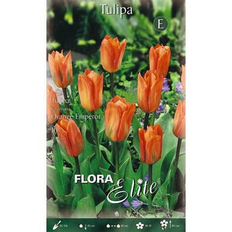 Bulbi di Tulipano Fosteriana Orange Emperor 10 Bulbi
