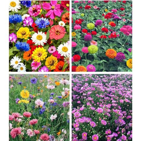1000 graines de fleurs des champs mélangées – Variétés diversifiées de fleurs sauvages, attirent les abeilles et les papillons, parfait pour jardins et balcons