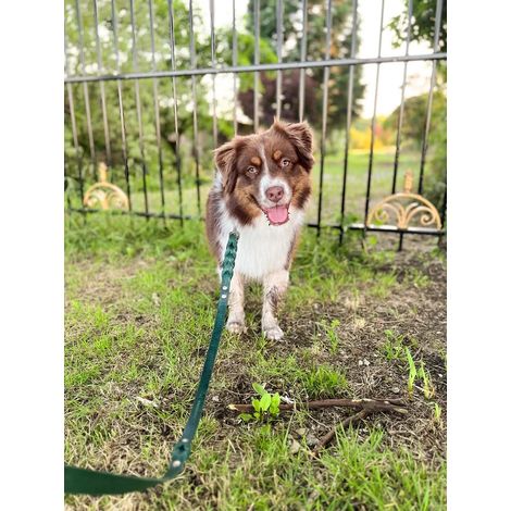 Laisse Réglable en Cuir pour Chien Twisted Switch Vert 220 cm - Laisse Multiposition - PANGIVO