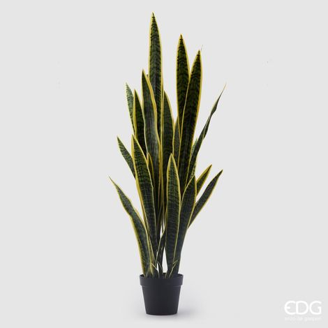 EDG Pianta Con Vaso Sanseveria West H 140 cm