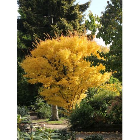 Acero giapponese "Acer palmatum Bi-hoo" pianta in mastello 30 cm h 100/120 cm
