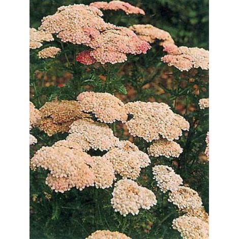 Achillée 'Weserandstein' Godet de 8/9 cm (1/2)