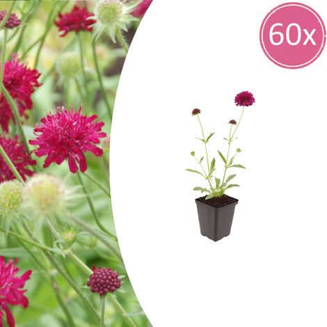 Lot de 60 Knautia macedonica - Scabieuse de Macédoine Rouge Foncé - Vivace Mellifère - Ø9cm - PANGIVO (1/5)