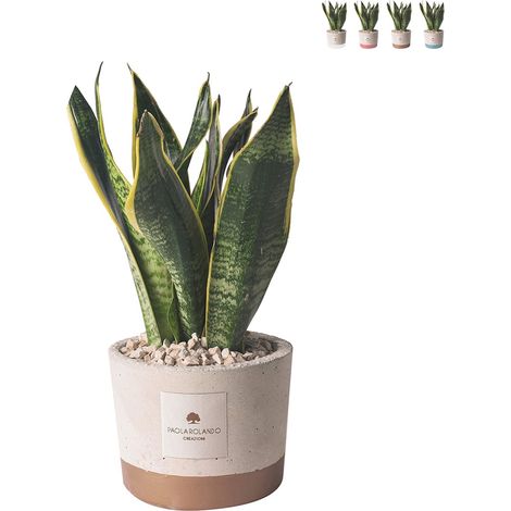 Bomboniera Paola Rolando sansevieria en pot en ciment décoré style industriel - Beige (1/3)
