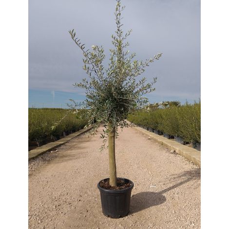 OLEA EUROPAEA ALB.45 1/4 FUSTO ARBEQUINA CRF.20/30 (E.Q.) (1/4)