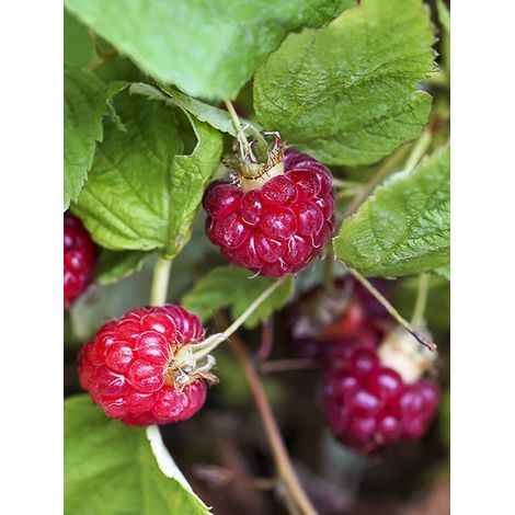 Framboisier 'Lucky Berry' Pot de 4L/5L, Touffe
