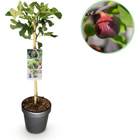 Figuier Ficus carica Brown Turkey sur Tige Plante de Terrasse et Balcon Pot 19cm Hauteur 90cm - PANGIVO (1/5)