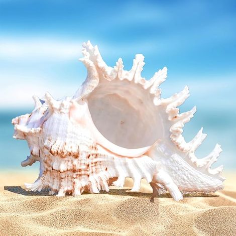 Coquillages Naturels Grandes, Géant Decoration, Coquilles d'Océan, pour Aquarium, de Mariage et Maison, Fête à Thème Plage