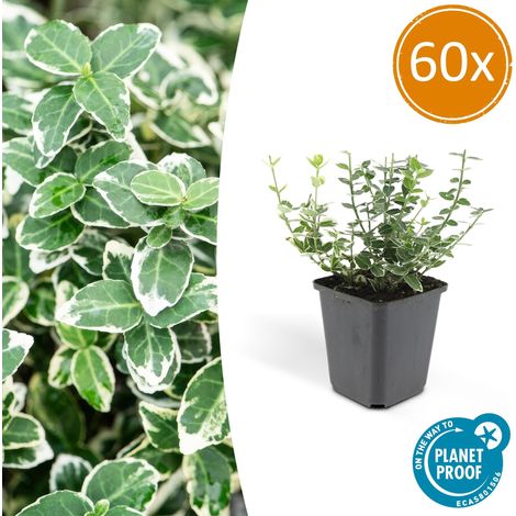 Lot de 60 Fusains de Fortune Emerald Gaiety Couvre-sol Feuillage Panaché Argenté 10-25 cm Ø9 cm - PANGIVO (1/5)
